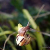 arnoulddepotestadetornaco_seasons12