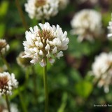 arnoulddepotestadetornaco_seasons13