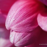 arnoulddepotestadetornaco_seasons14