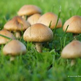 arnoulddepotestadetornaco_seasons17