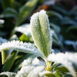 arnoulddepotestadetornaco_seasons2