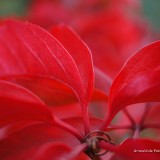 arnoulddepotestadetornaco_seasons3