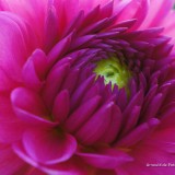 arnoulddepotestadetornaco_seasons5