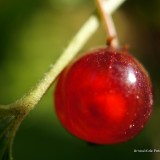 arnoulddepotestadetornaco_seasons6