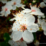 arnoulddepotestadetornaco_seasons7