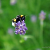 arnoulddepotestadetornaco_seasons8