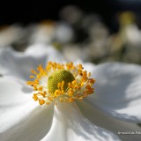 arnoulddepotestadetornaco_seasons9