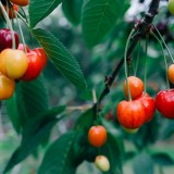 piqsels.com-id-fbinx