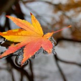 piqsels.com-id-skshr