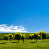 10_ianrdjohnson-vineyardadelaidehillssouthaustralia