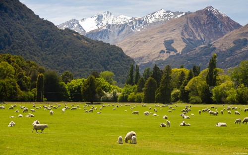 14_tudorapmadoc-newzealandcountryside2.jpg