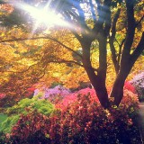 3_hayleyeames-rhododendronseasonvirginiawatersuk