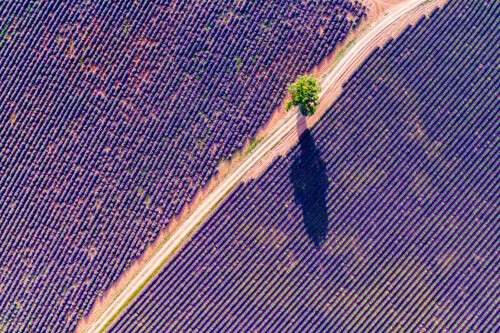 Aerial-drone-view-of-lavender-field.jpeg