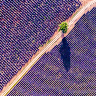 Aerial-drone-view-of-lavender-field