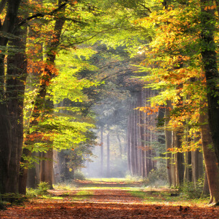 Autumn-colored-leaves-glowing-in-sunlight