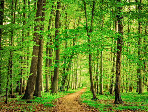 Beech-Tree-Forest-Path.jpeg