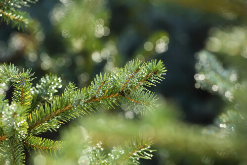 Pine-branches-with-glittering-light.jpeg