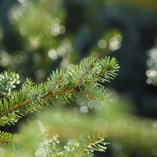 Pine-branches-with-glittering-light