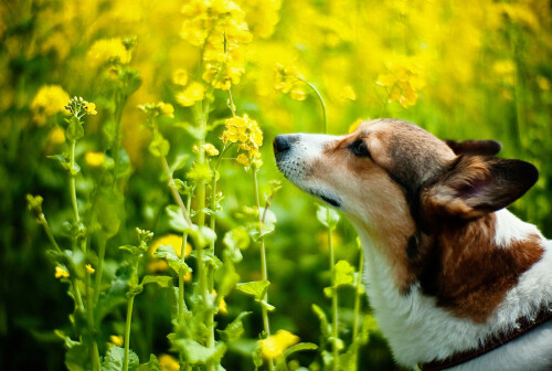 Welsh-corgi-dog-smelling-at-Rape-blossoms.jpeg