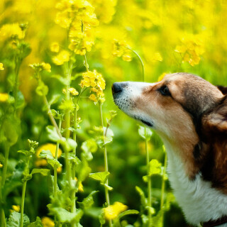 Welsh-corgi-dog-smelling-at-Rape-blossoms