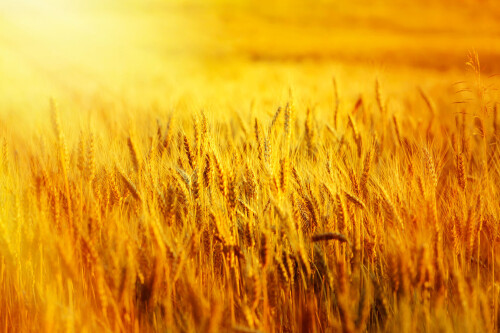 gold-wheat-field-in-sunset-beams.jpeg