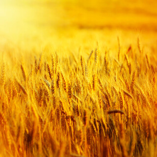 gold-wheat-field-in-sunset-beams