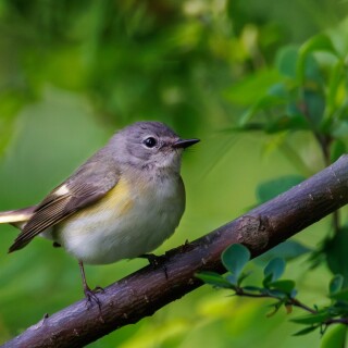 AE7A1318-Enhanced-NR