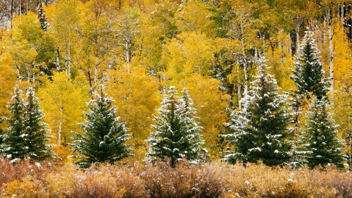 Evergreens-and-Aspens.jpg