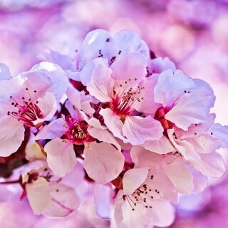 Tree-Blossoms-1-of-1-1