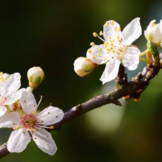 am-16-03-24-P3240207-1-1