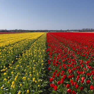 tulip-fields-netherlands