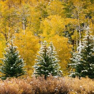 Evergreens-and-Aspens