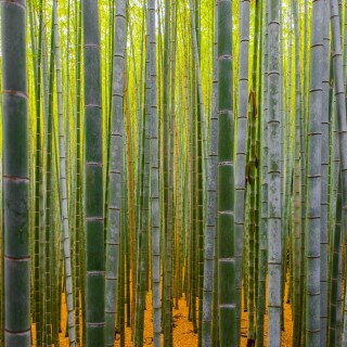 GoogleBackdropCandidate-11