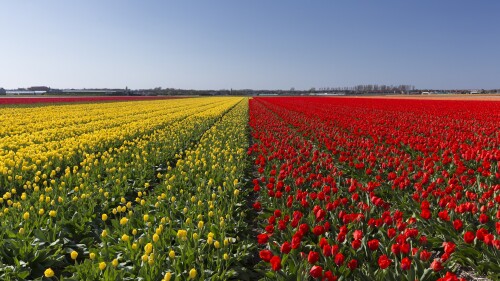 tulip-fields-netherlands.jpg